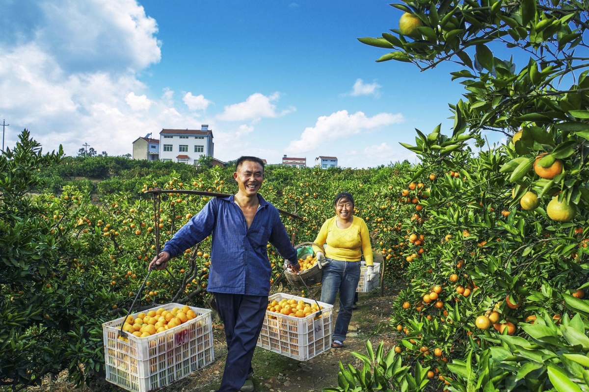美翻了我的村第69期 | 湖北省宜昌市夷陵區官莊村：橘果飄香 幸福小康